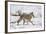 Coyote (Canis Latrans) on the Snow in the Spring-James Hager-Framed Photographic Print