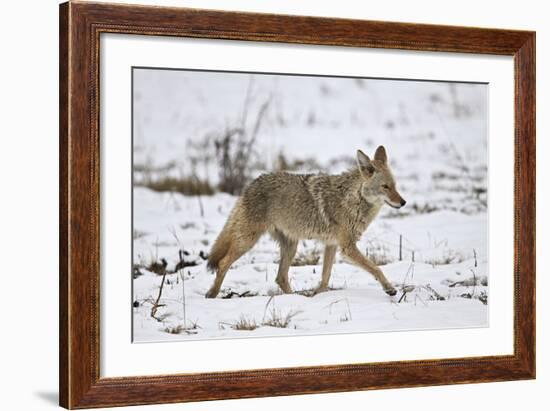 Coyote (Canis Latrans) on the Snow in the Spring-James Hager-Framed Photographic Print