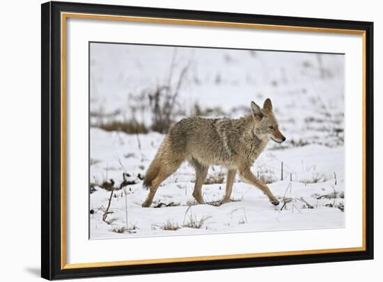 Coyote (Canis Latrans) on the Snow in the Spring-James Hager-Framed Photographic Print