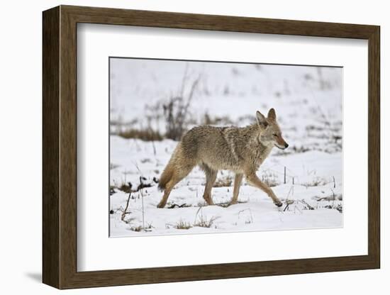 Coyote (Canis Latrans) on the Snow in the Spring-James Hager-Framed Photographic Print