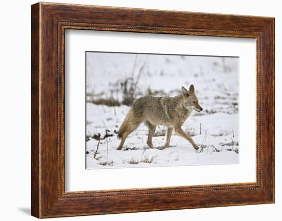 Coyote (Canis Latrans) on the Snow in the Spring-James Hager-Framed Photographic Print