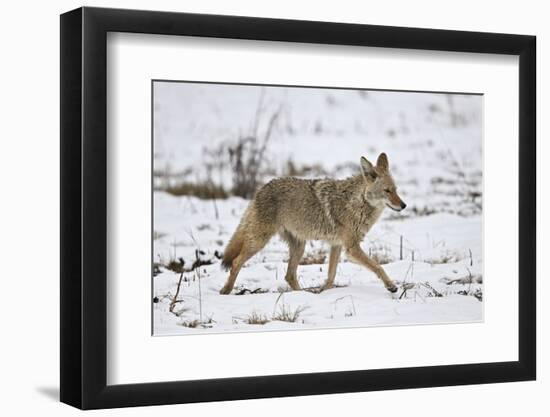 Coyote (Canis Latrans) on the Snow in the Spring-James Hager-Framed Photographic Print