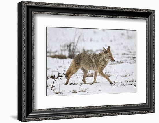 Coyote (Canis Latrans) on the Snow in the Spring-James Hager-Framed Photographic Print