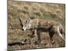 Coyote (Canis Latrans), Rocky Mountain National Park, Colorado-James Hager-Mounted Photographic Print