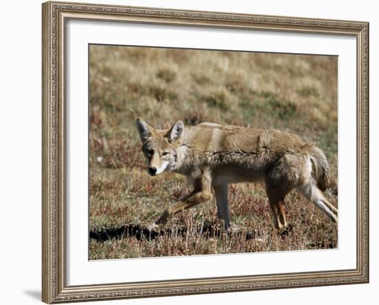 Coyote (Canis Latrans), Rocky Mountain National Park, Colorado-James Hager-Framed Photographic Print
