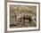 Coyote (Canis Latrans), Rocky Mountain National Park, Colorado-James Hager-Framed Photographic Print