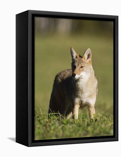 Coyote (Canis Latrans) Standing, in Captivity, Sandstone, Minnesota, USA-James Hager-Framed Premier Image Canvas