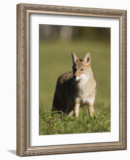 Coyote (Canis Latrans) Standing, in Captivity, Sandstone, Minnesota, USA-James Hager-Framed Photographic Print