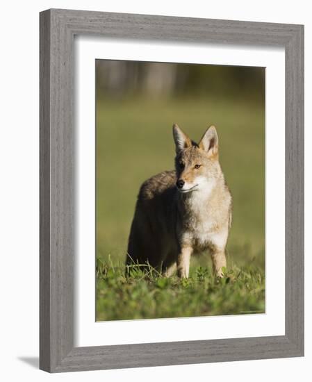 Coyote (Canis Latrans) Standing, in Captivity, Sandstone, Minnesota, USA-James Hager-Framed Photographic Print