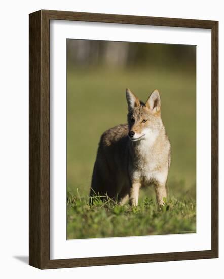 Coyote (Canis Latrans) Standing, in Captivity, Sandstone, Minnesota, USA-James Hager-Framed Photographic Print