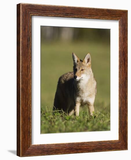 Coyote (Canis Latrans) Standing, in Captivity, Sandstone, Minnesota, USA-James Hager-Framed Photographic Print