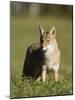 Coyote (Canis Latrans) Standing, in Captivity, Sandstone, Minnesota, USA-James Hager-Mounted Photographic Print