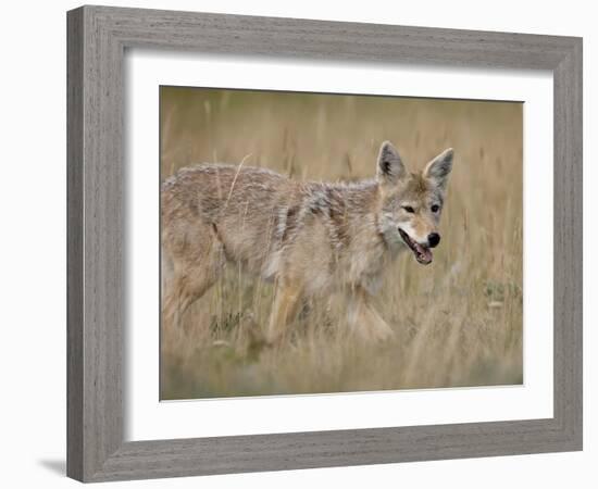 Coyote (Canis Latrans), Waterton Lakes National Park, Alberta, Canada, North America-null-Framed Photographic Print