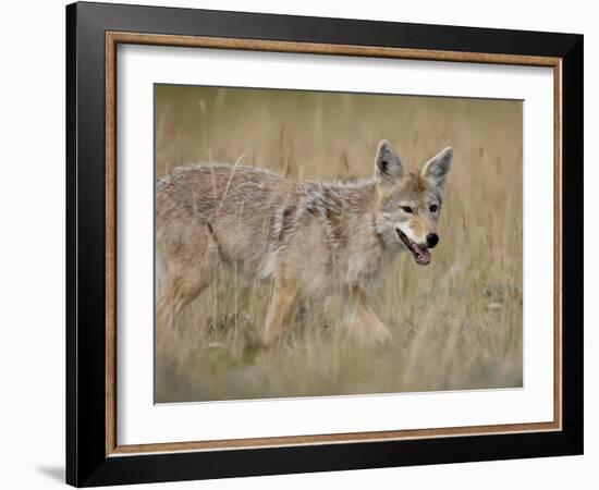 Coyote (Canis Latrans), Waterton Lakes National Park, Alberta, Canada, North America-null-Framed Photographic Print