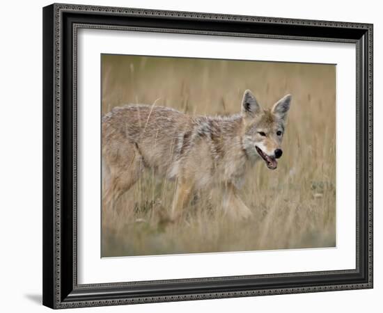 Coyote (Canis Latrans), Waterton Lakes National Park, Alberta, Canada, North America-null-Framed Photographic Print