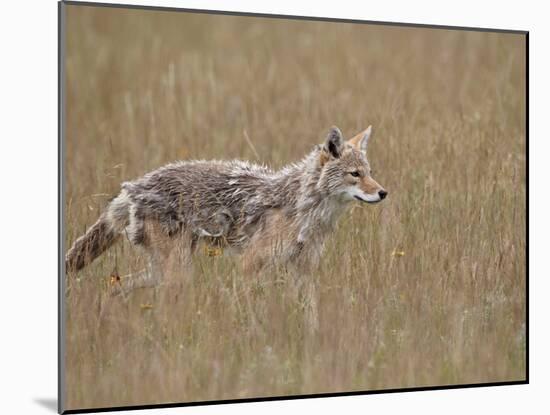 Coyote (Canis Latrans), Waterton Lakes National Park, Alberta, Canada, North America-James Hager-Mounted Photographic Print