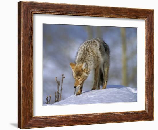 Coyote (Canis Latrans), Weighing 30-40 Lbs, Less Than Half the Weight of a Wolf, Wyoming, USA-Louise Murray-Framed Photographic Print