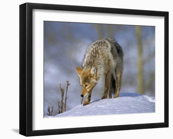 Coyote (Canis Latrans), Weighing 30-40 Lbs, Less Than Half the Weight of a Wolf, Wyoming, USA-Louise Murray-Framed Photographic Print