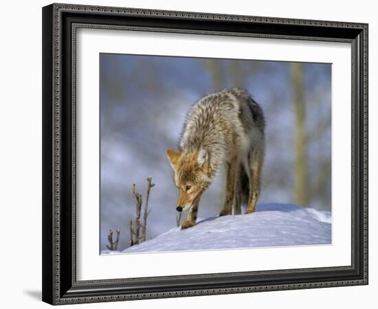 Coyote (Canis Latrans), Weighing 30-40 Lbs, Less Than Half the Weight of a Wolf, Wyoming, USA-Louise Murray-Framed Photographic Print
