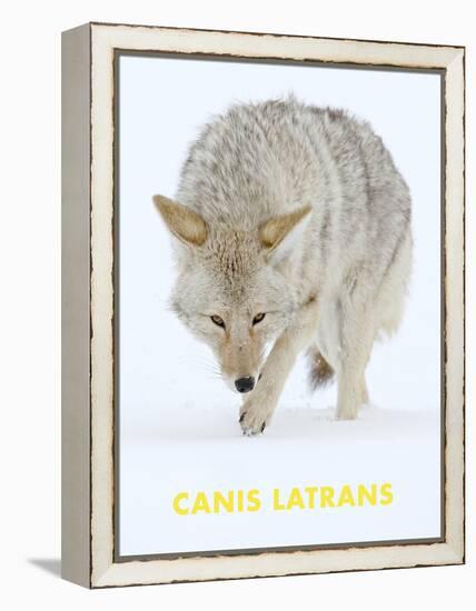 Coyote (Canis Latrans)-null-Framed Stretched Canvas