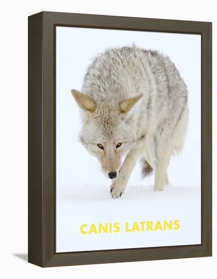 Coyote (Canis Latrans)-null-Framed Stretched Canvas