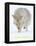 Coyote (Canis Latrans)-null-Framed Stretched Canvas