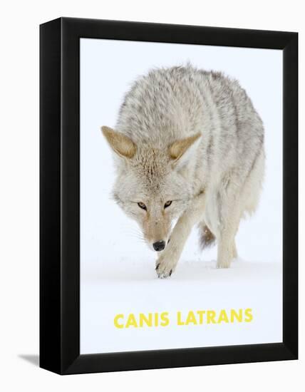 Coyote (Canis Latrans)-null-Framed Stretched Canvas