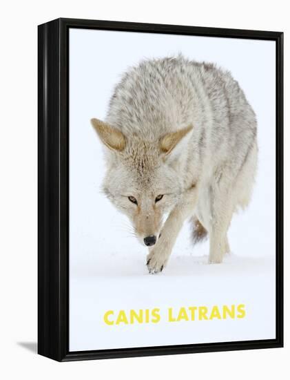 Coyote (Canis Latrans)-null-Framed Stretched Canvas