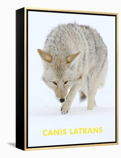 Coyote (Canis Latrans)-null-Framed Stretched Canvas