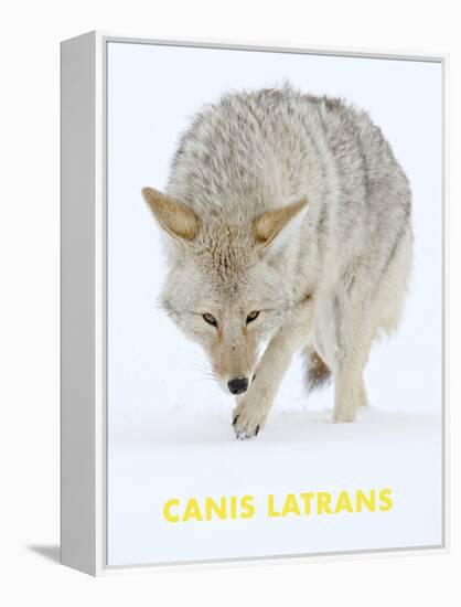 Coyote (Canis Latrans)-null-Framed Stretched Canvas