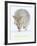 Coyote (Canis Latrans)-null-Framed Art Print