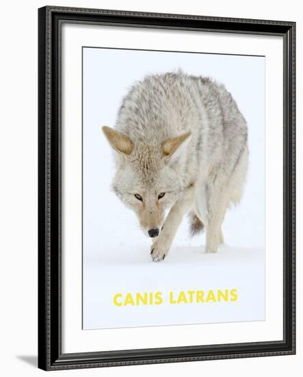 Coyote (Canis Latrans)-null-Framed Art Print