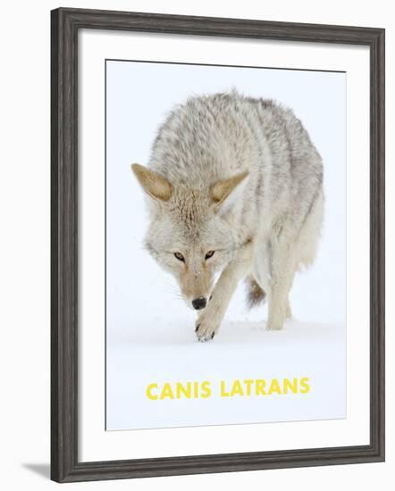 Coyote (Canis Latrans)-null-Framed Art Print