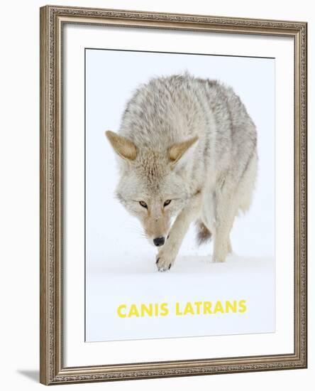 Coyote (Canis Latrans)-null-Framed Art Print