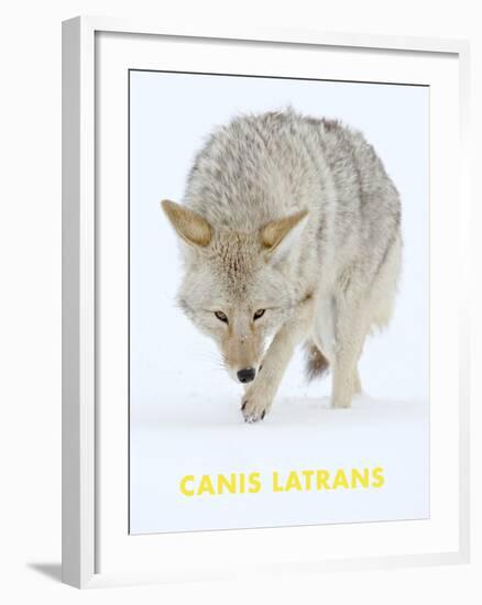 Coyote (Canis Latrans)-null-Framed Art Print