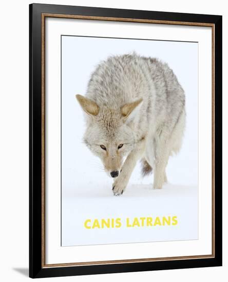 Coyote (Canis Latrans)-null-Framed Art Print