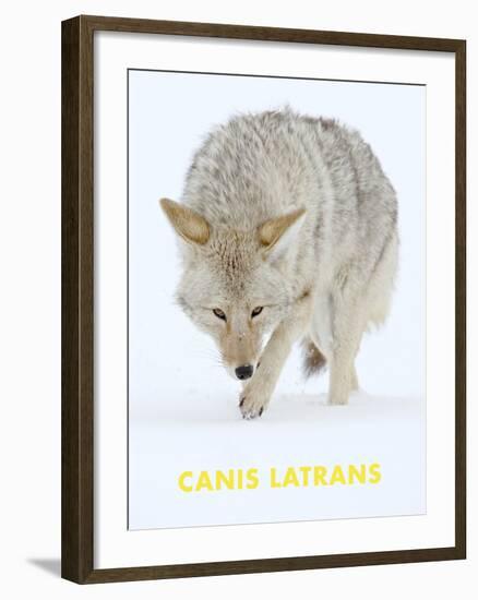 Coyote (Canis Latrans)-null-Framed Art Print