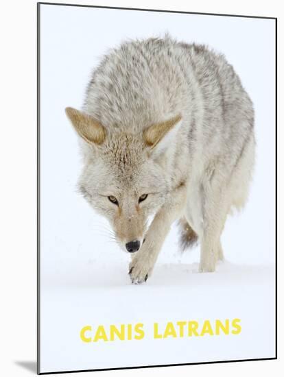 Coyote (Canis Latrans)-null-Mounted Art Print