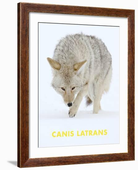 Coyote (Canis Latrans)-null-Framed Art Print