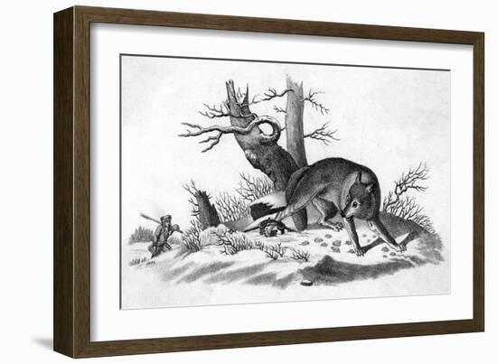 Coyote Caught-null-Framed Premium Giclee Print