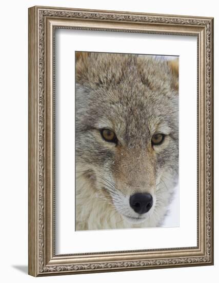 Coyote close-up-Ken Archer-Framed Photographic Print