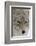 Coyote close-up-Ken Archer-Framed Photographic Print