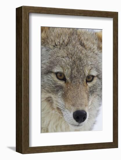 Coyote close-up-Ken Archer-Framed Photographic Print