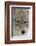 Coyote close-up-Ken Archer-Framed Photographic Print