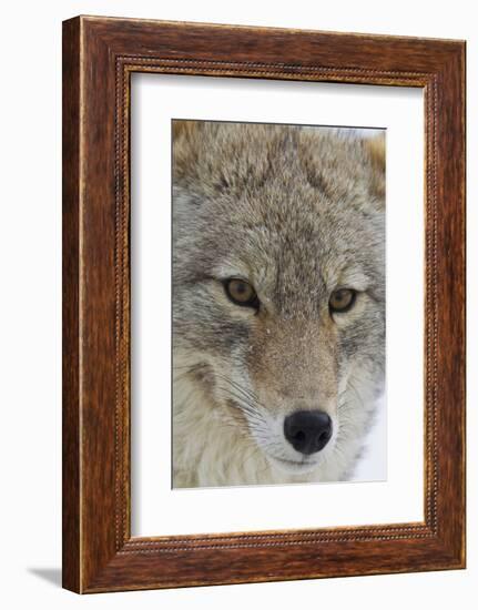 Coyote close-up-Ken Archer-Framed Photographic Print