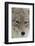 Coyote close-up-Ken Archer-Framed Photographic Print