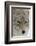 Coyote close-up-Ken Archer-Framed Photographic Print