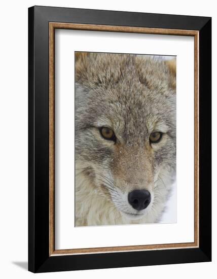 Coyote close-up-Ken Archer-Framed Photographic Print