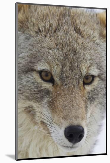 Coyote close-up-Ken Archer-Mounted Photographic Print