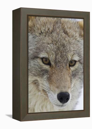 Coyote close-up-Ken Archer-Framed Premier Image Canvas